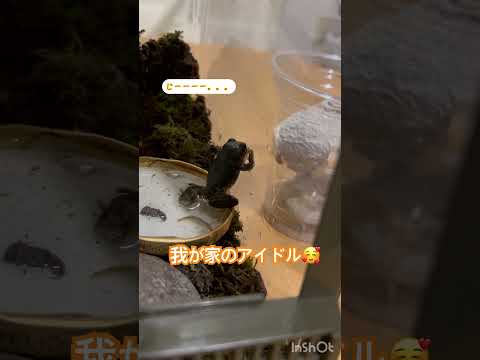 我が家のアイドル🥰♯アマガエル♯カエル♯ペット♯かわいい