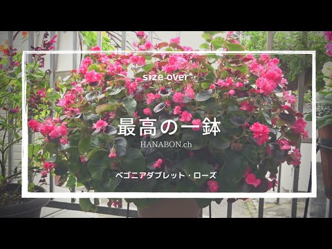実践・栽培・どうなるの？【夏の花】最高の一鉢！サイズオーバー出来映え植物園レベル!!【ベゴニアダブレット・ローズ】植え方・育て方・育ち方【園芸】
