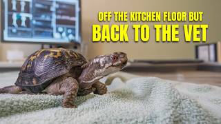 Kitchen Floor Turtle Fed Cat Food for 50 Years: Most Important Vet Visit Yet