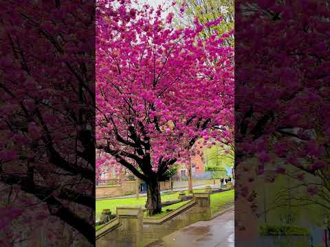 #manchester #uk #fyp #cathedral #subscribe #winter #spring #iphone #like #comment@raveendhananjaya09