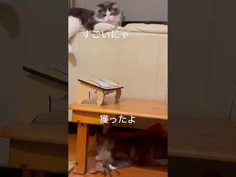 いちいち息子を気にする母#母猫#ノルウェージャンフォレストキャット #親子猫#猫のいる暮らし