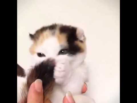 kitten eating its tail