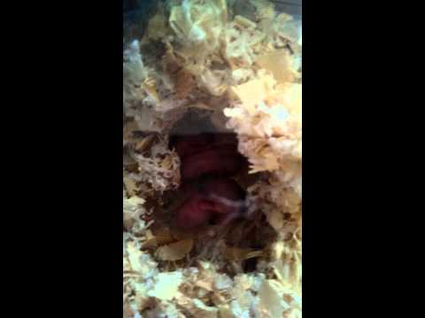倉鼠 三線鼠 出生紀錄【DAY3】