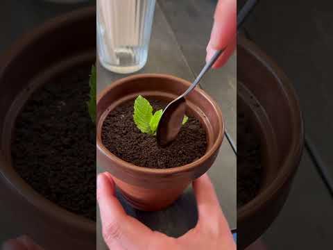 Plant or cake? 🤔🌿🎂