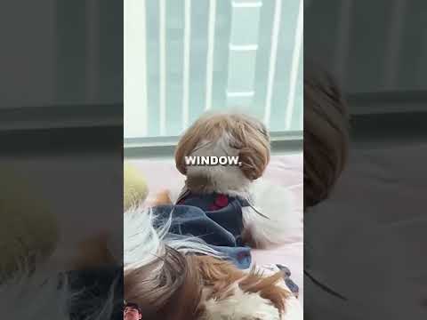 The puppy was sad 😢😢😢 #sad #puppy #sadpuppy #shortvedio #shot #shorts