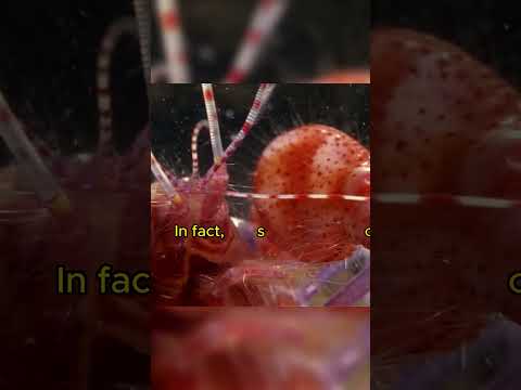 Most Dangerous Snap In The Animal kingdom | Pistol Shrimp | Strange facts you never knew #shorts
