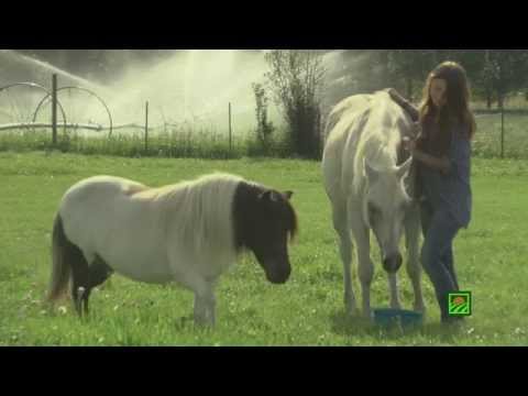 Standlee Forage Finder® & Standlee Feed Calculator™
