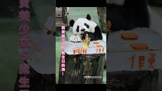 現場祝福圓寶美少女，5歲生日快樂，推倒蛋糕完成儀式感！20250628