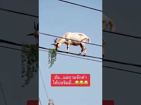ตลก #วันหยุด #คนไทยเป็นคนตลก #ตื่นเต้น #fyp