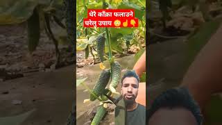 😳☝️👆 काँक्रो धेरै फलाउन यस्तो गर्नु पर्ने रैछ #agriculture #farming #tomato #cucumber #shorts #yt