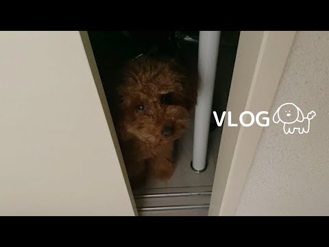 ある日の朝。起きたら隙間からのぞかれていた…🐶【トイプードルとの暮らし】