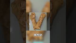 Uncovering Gigantopithecus: The Largest Ape in History