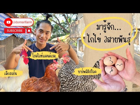 ไก่ไข่สายพันธุ์ต่างๆใน!!ในฟาร์มมีพันธุ์ไหนบ้างนะ? #อุดมศรีฟาร์ม #ไก่ไข่ #เลี้ยงไก่