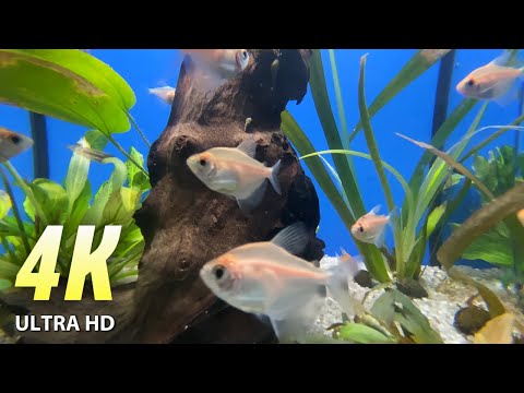 4K VIDEO: AQUARIUM MEDITATION.  RELAXING SLEEP MEDITATION MUSIC.  CURE YOUR BODY AND SOUL