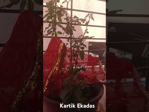 Tulsa Maharani Namo Namo #music #kartikEkadashispecial
