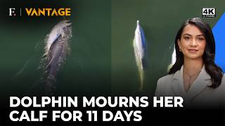 Dolphin Mother Mourns Her Calf for 11 Days in Heartbreaking Display of Grief | Vantage Shots | 4K