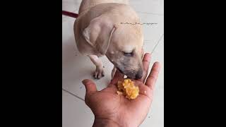 chippiparai (happy Pongal) pongal special 😂😋 #ruthra #chippiparai  #kanni #dog #puppy #happy pongal