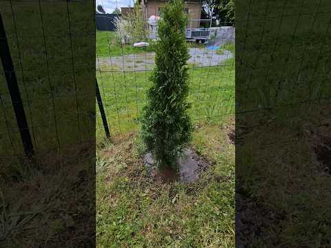 Plantare Thuja "SMARAGD"
