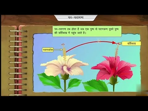 पुष्पीय पौधे में लैंगिक प्रजनन और निषेचन  | plant reproduction | hindi | ncert | NEET | Pollination