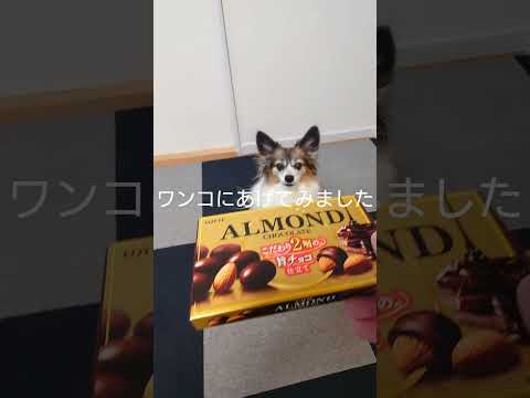 しっかり破壊する犬 #犬のおやつ #パピヨン #犬のいる生活