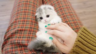Little Scottish Fold kitten Cuteness | Cute Dose