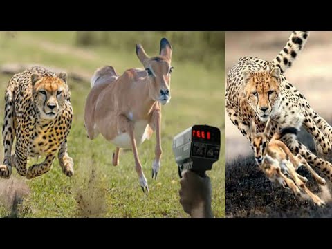 Top 10 Fastest Animal in the world ( with top speed ) #fastestanimals #Topspeedanimals #fastanimals