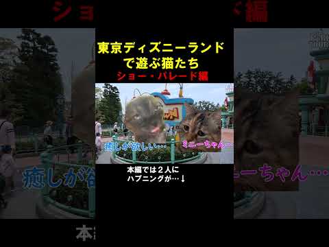 ショー抽選、全滅の東京ディズニーランド　#猫ミーム #猫マニ  #ディズニー