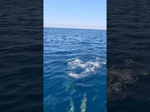 When the biggest fish in the school SMASHES your topwater! 💥🥵💪 #fishing #offshore #topwater