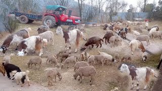 گوجری گیت||ٹور چلیا سجنہ غا ڈیرہ رہ|| Gojri bait🌹Tur chalya sajna gah #younislolabi#gojri#deera ray