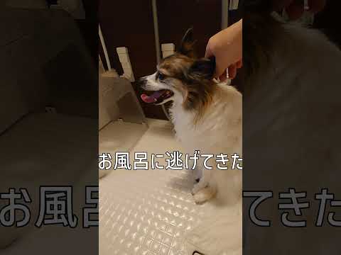 雷の音にビビるわんこ #雷怖い #パピヨン犬 #可愛い