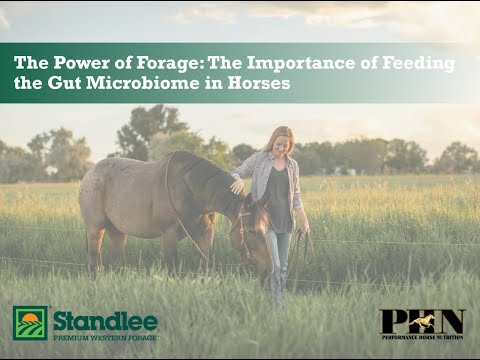 The Power of Forage  The Importance of Feeding the Gut Microbiome in Horses