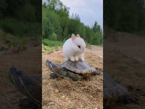 Bunny Mischief & Turtle Chillin’: Snack Time Duo! #trending #cute #rabbit #nature #video #shorts