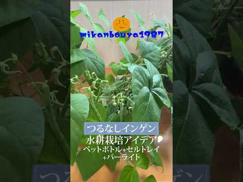 インゲンを室内だけでペットボトルとセルトレイとパーライトで簡単に育てる！鈴なりインゲン｜ジャックと豆の木｜水耕栽培