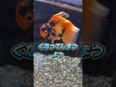 全ての動物は愛されて守られることを望んでいますどんな理由であれ可能な限り愛してあげて下さい。どうしても飼育が難しくなってしまった時は私を頼って下さい。金魚ショップあまてらす#金魚#動物保護#長野県