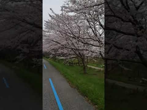 琵琶湖湖畔の桜並木🌸