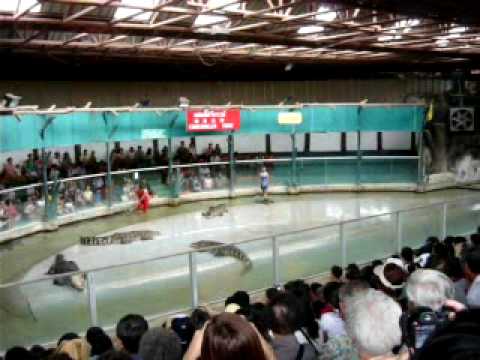 Crocodile Attack Human Man Girl Show Stunt Thailand 1