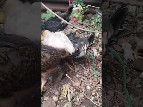 #ayam #ayamkampung #ayamjago #ayampotong #ayambroiler #chicken #ayamlucu #ayamwarnawarni #ternding