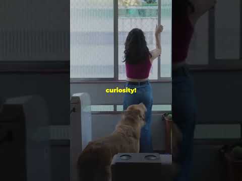 Decode your dogs behavior in 60 seconds #shortvideo #yoitubeshorts