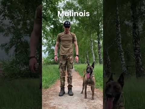 Smartest Breed Malinois Are Top PD Dogs #shorts #malinois