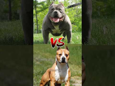 Pitbull vs. Amstaff – which breed is stronger? #wildanimals #shorts #pitbulldog #amstaff #reels