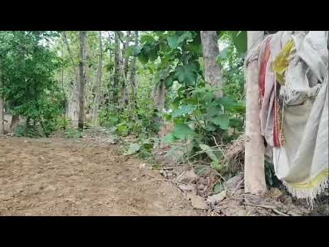 , hay doston yah dekhiae Hamare Khet Mein mungfali Banane ja raha hai