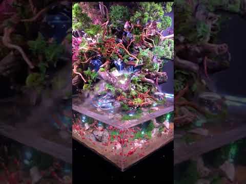【和風テラリウムイベント情報】WoW金魚あそび in 京都水族館