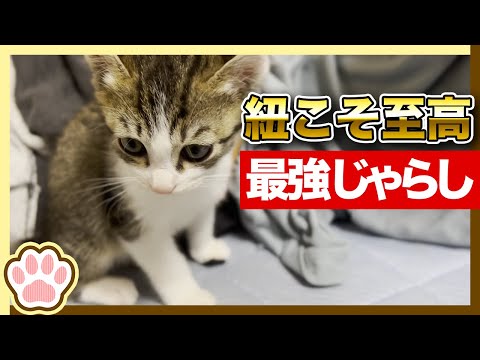 紐こそ至高！最強ねこじゃらグッズ / The string is the supreme cat-like goods