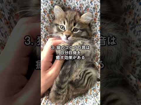 「猫の不思議な行動」雑学5選　 #猫 #不思議 #5選 #雑学知識 #豆知識VOICEVOX:青山龍星