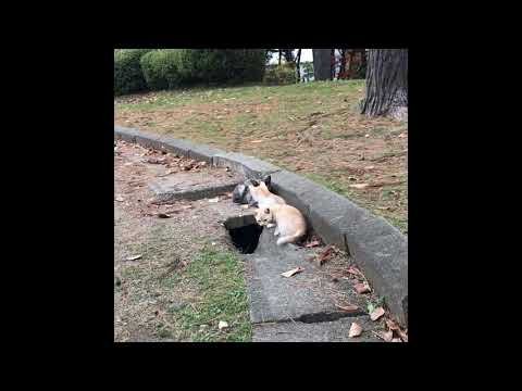 紅葉と子猫