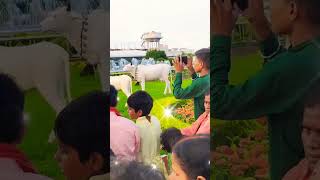 Shree Krishna Prem Mandir madhuvan status #vrindavan  #viral #krishna #bankeybiharitemple #shorts