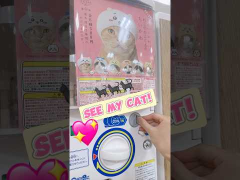 CHIIKAWA CAT!🥹🥹 ちいかわ猫 in Japan❤️ 日本