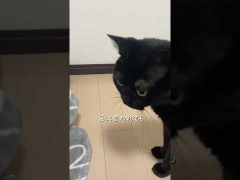 あけましておめでとうございます🎍 #猫 #ネコズ #猫のいる暮らし #cat #麦わら猫 #黒猫