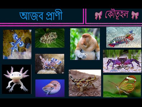 আজব প্রাণী ।। STRANGE ANIMAL