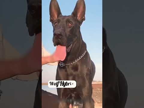 4 Deadliest and Fearless Dog Breeds #shortvideo #Deadliestdog #powerfuldog